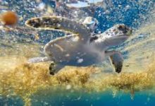 香港主板上市时间节点-香港节点加速器推荐