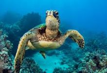 香港节点-香港节点加速器推荐