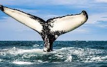 香港高防节点1-香港节点加速器推荐