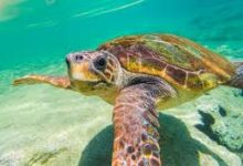 uu加速使命召唤战区欧服节点显示香港-香港节点加速器推荐