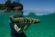 最近香港节点都-香港节点加速器推荐