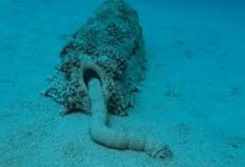 香港发往北京的各个快递节点-香港节点加速器推荐