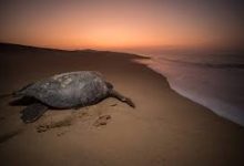 手机加速器香港节点-香港节点加速器推荐