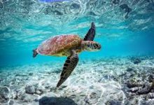 香港的网络节点-香港节点加速器推荐