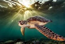 香港节点扫码-香港节点加速器推荐