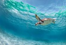 fifa18香港节点吗-香港节点加速器推荐