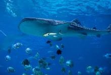 香港的网络节点是什么-香港节点加速器推荐