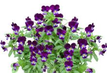 绝地求生怎么连接香港节点-香港节点加速器推荐