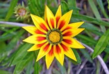 香港节点能玩lol日服吗-香港节点加速器推荐