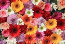 绝地求生更新香港节点是什么-香港节点加速器推荐