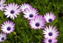 战地1uu香港节点-香港节点加速器推荐