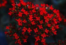 哪个vps 香港节点-香港节点加速器推荐