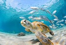 vmess香港节点-香港节点加速器推荐