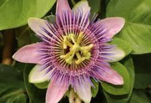 pubglite香港怎么选择节点-香港节点加速器推荐