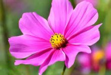 sssr免费香港节点-香港节点加速器推荐