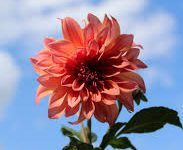 香港节点阿里云谷歌-香港节点加速器推荐