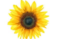 香港节点免备案是什么-香港节点加速器推荐