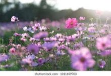 幕梅香港节点-香港节点加速器推荐