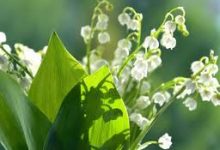 香港节点分享-香港节点加速器推荐