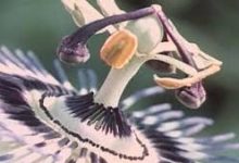 香港节点dns-香港节点加速器推荐