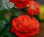 香港节点和美国节点哪个好-香港节点加速器推荐