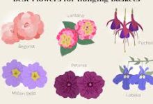 服务器节点香港-香港节点加速器推荐