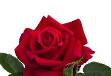 华为云香港节点开服-香港节点加速器推荐