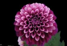 香港节点能否接受国区礼物-香港节点加速器推荐