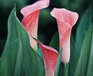 switch香港节点-香港节点加速器推荐