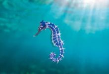 去香港留学的时间节点-香港节点加速器推荐