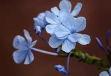 香港节点小火箭-香港节点加速器推荐