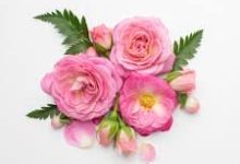 香港版netflix节点-香港节点加速器推荐