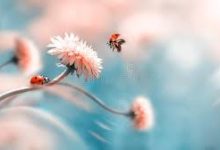 香港节点看不到奈飞-香港节点加速器推荐