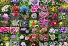 shadowsock 香港节点-香港节点加速器推荐