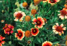 ssr有什么免费香港节点-香港节点加速器推荐