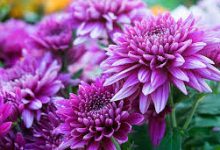 香港ssr节点10元每月-香港节点加速器推荐