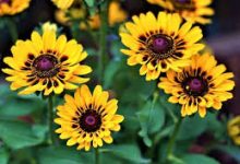 命运2网易UU香港节点-香港节点加速器推荐