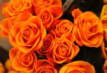 香港cdn节点-香港节点加速器推荐