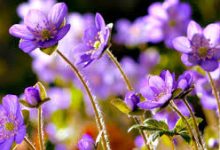 迅游加速器香港节点是哪个-香港节点加速器推荐