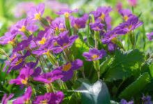 谷歌的香港节点是多少-香港节点加速器推荐