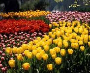 香港的节点能访问谷歌吗-香港节点加速器推荐