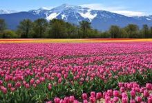 steam上海节点香港-香港节点加速器推荐