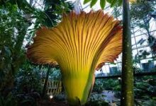 云服务器香港节点-香港节点加速器推荐