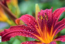 网易uu节点只有香港-香港节点加速器推荐