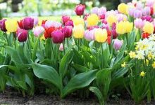 迅游怎么没有香港节点-香港节点加速器推荐