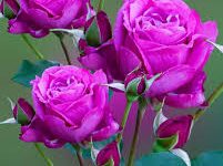 打亚服用香港的节点-香港节点加速器推荐