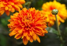 亚马逊香港节点开店-香港节点加速器推荐