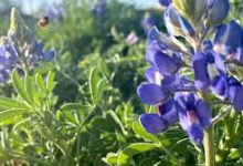 阿里云香港节点国内能访问吗-香港节点加速器推荐