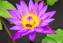 vultr香港节点-香港节点加速器推荐