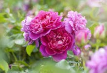 国际服香港节点-香港节点加速器推荐